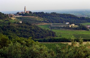 Weinberge_Fasolijpg