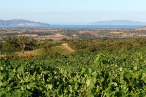 La Selva Rebberge-mit-Blick-aufs-tyrrhenische-Meer